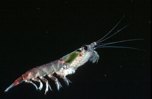 Imagem de um Krill