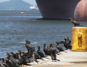 Controle Ambiental - Aves