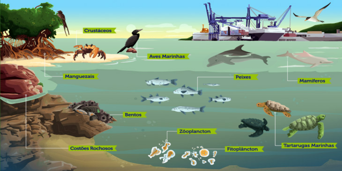 Ilustração do Ecossistema da Baía de Paranaguá