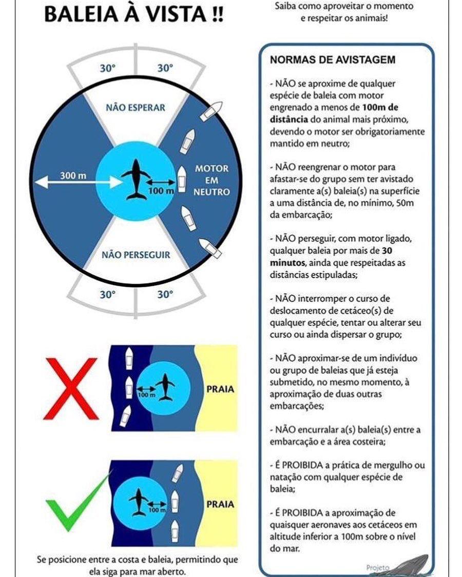 Cartaz de orientações para o caso de encontrar uma baleia