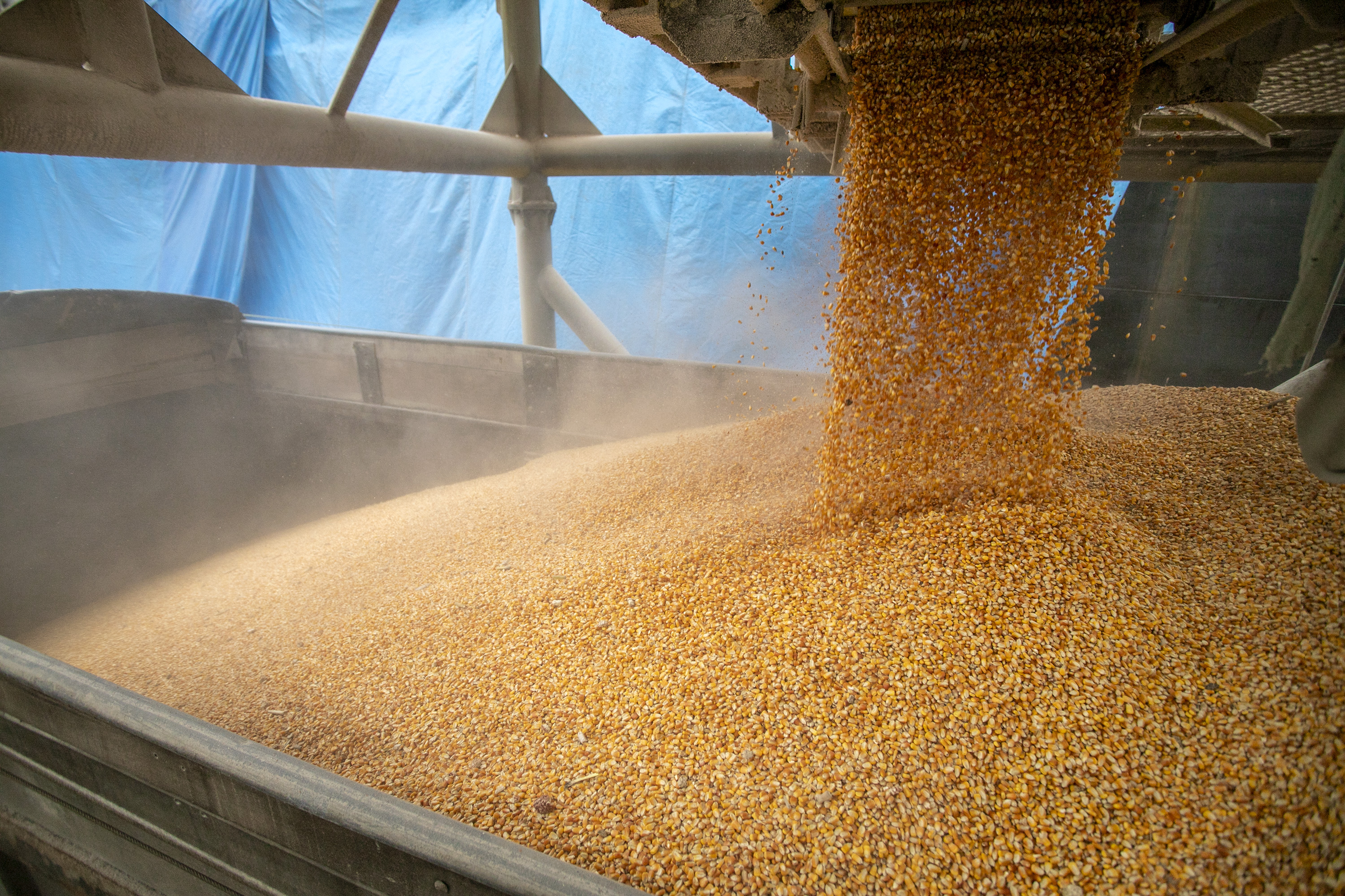 No Corredor de Exportação Leste do Porto de Paranaguá (Corex), duas operações em andamento chamam a atenção por fugirem da rotina do complexo portuário, pelo tipo de produto e modalidade de transporte adotado. A primeira pelo embarque de trigo para navegação interior (cabotagem). Outra, pelo sentido da carga e pela produtividade: 11 mil toneladas de milho de importação foram descarregadas em 24 horas.