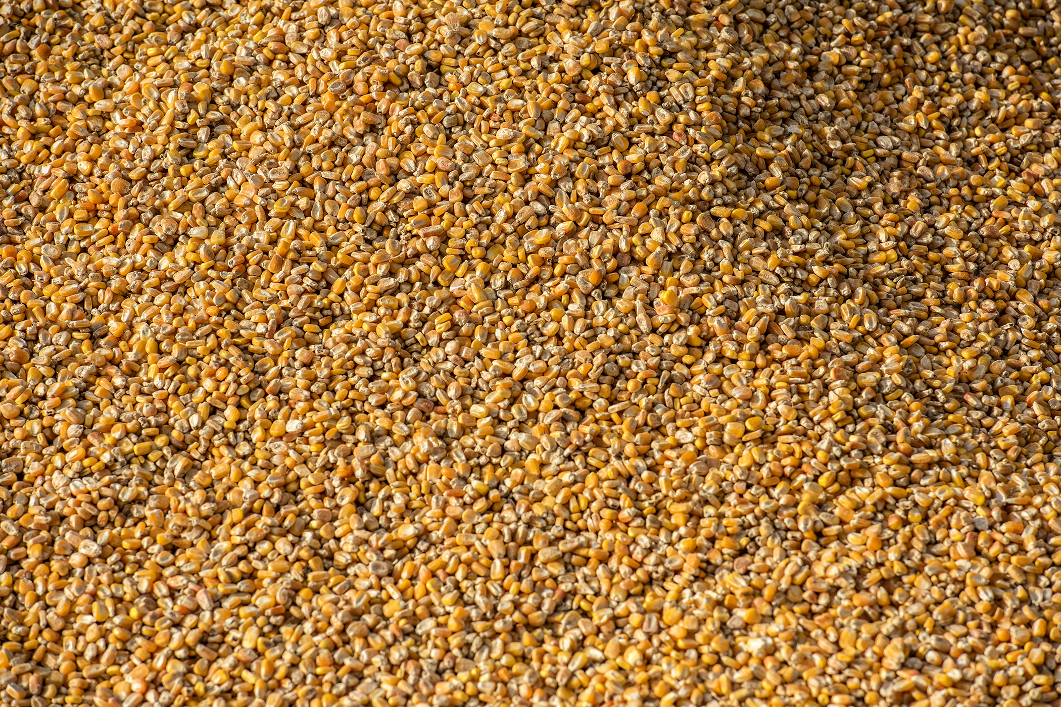 Foram embarcadas 1.546.247 toneladas do produto nos cinco primeiros meses de 2022 e 591.538 toneladas no ano anterior – um acréscimo de 954.709 toneladas. Principais motivos são o início da colheita da safrinha e o conflito entre Rússia e Ucrânia.