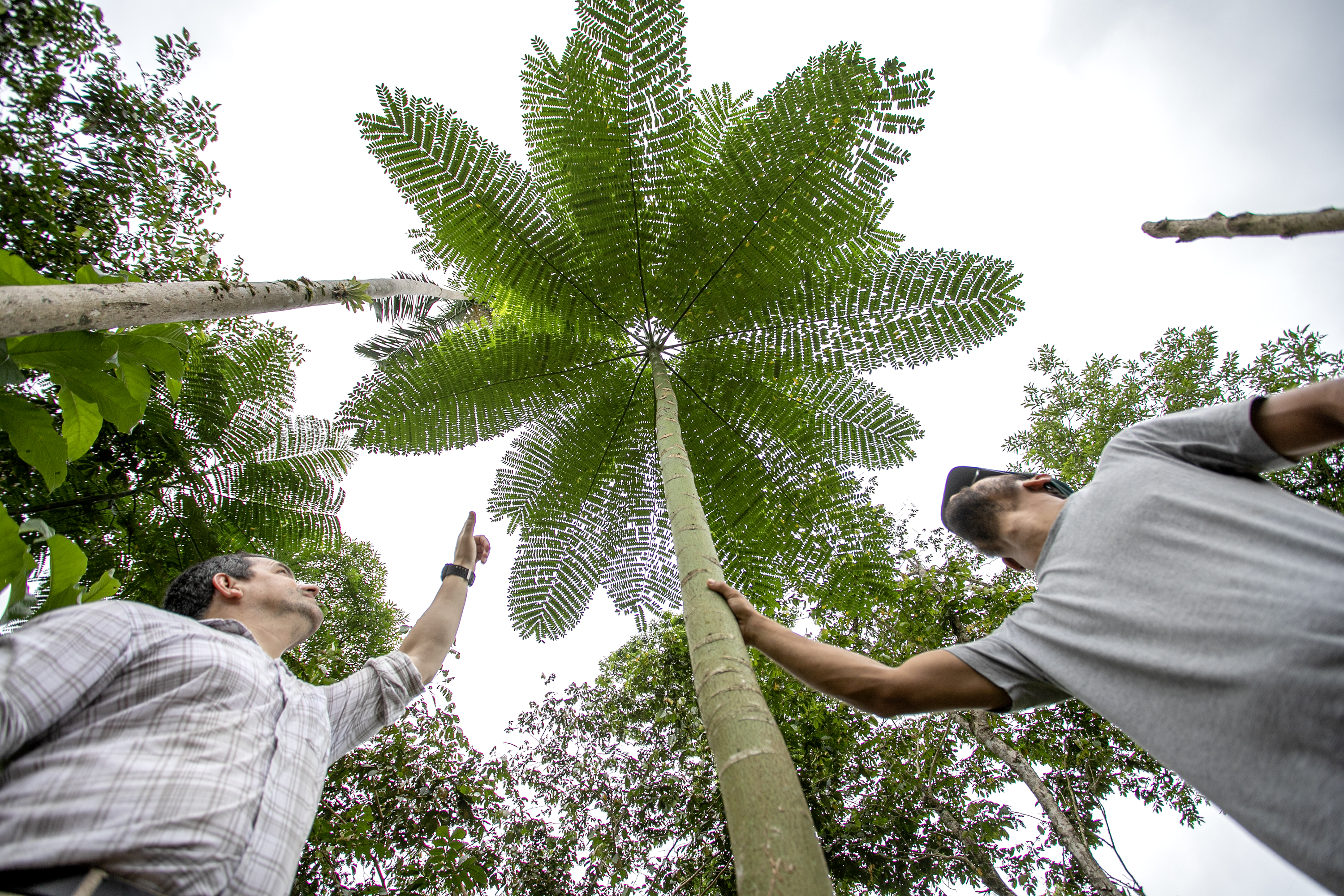Portos do Paraná recupera área florestal equivalente a 19 campos de futebol em Antonina