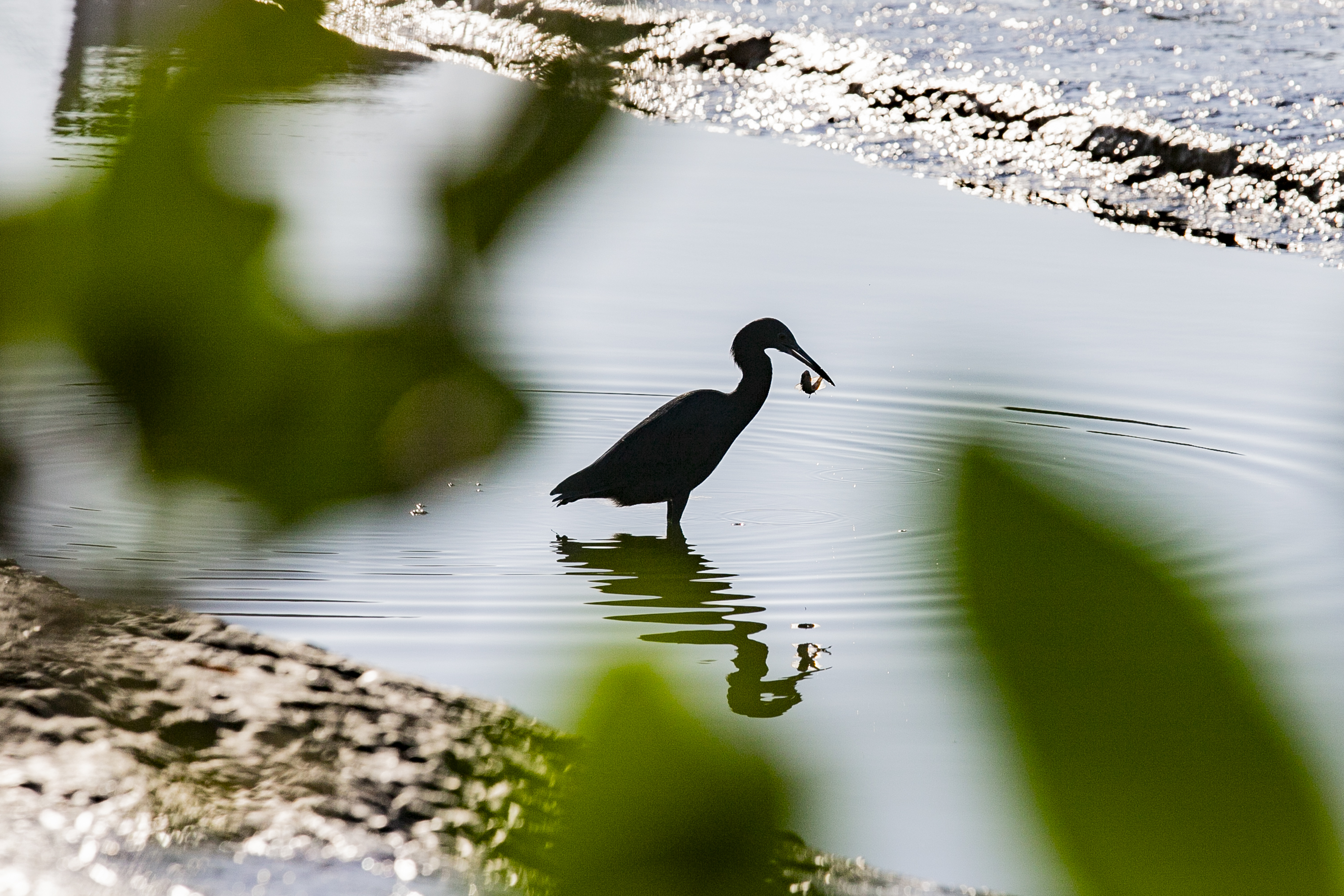 Programa de Monitoramento da Avifauna contabilizou 149 espécies no complexo estuarino. Aves funcionam como “sentinelas” para acompanhar a saúde ecológica da região