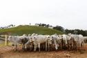 Expectativa do setor produtivo da pecuária do Estado é que as recentes conquistas na vigilância sanitária aumentem ainda mais o comércio internacional a partir deste ano. 