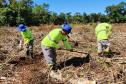 Portos do Paraná inicia plantio de mudas de árvores em áreas de preservação degradadas