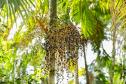 2ª Oficina da Portos do Paraná sobre coleta e despolpa do açaí juçara é realizada no litoral 