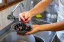 2ª Oficina da Portos do Paraná sobre coleta e despolpa do açaí juçara é realizada no litoral 