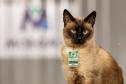 #ParaQuemNaoPode Ver A imagem mostra um gato siamês com pelagem clara e rosto escuro, usando um crachá verde pendurado no pescoço. O fundo da foto é desfocado, destacando o animal. O crachá parece ser de identificação.