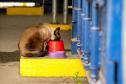 Gato Marcelo é o “funcionário pet” do Moegão, a maior obra portuária do Brasil