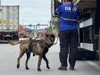 Simulado de combate ao tráfico de drogas no Porto de Paranaguá utiliza cães farejadores