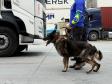 Simulado de combate ao tráfico de drogas no Porto de Paranaguá utiliza cães farejadores
