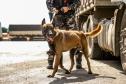 Cães farejadores apoiam Operação Faro no Pátio de Triagem da Portos do Paraná