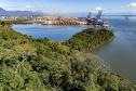 Entre navios e manguezais, biodiversidade de peixes se destaca na Baía de Paranaguá