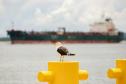 Entre navios e manguezais, biodiversidade de peixes se destaca na Baía de Paranaguá
