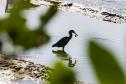 Programa de Monitoramento da Avifauna contabilizou 149 espécies no complexo estuarino. Aves funcionam como “sentinelas” para acompanhar a saúde ecológica da região