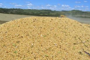  Foram destaques nas exportações do agronegócio paranaense no ano passado o complexo soja, com 13,26 milhões de toneladas e US$ 4,79 bilhões, correspondendo a 14,7% do total brasileiro