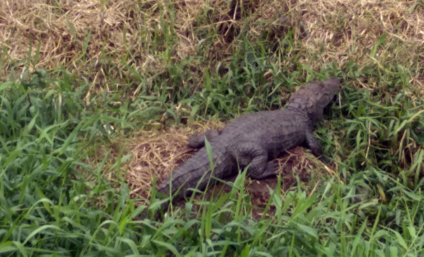 E não é que apareceu um jacaré lá no Porto Barão do Teffé, em Antonina?! Foi nesta quarta-feira (04), por volta das 10h. O Guarda Portuário Joacir Gonçalves da Silva estava de serviço, quando foi procurado por trabalhadores da empresa que realiza uma obra no Porto de Antonina.