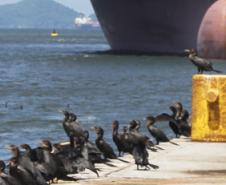 Aves nos cais do Porto