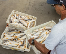 Pescador com peixes pescados na área do Porto