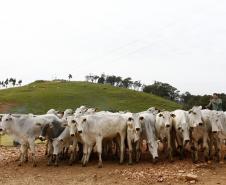 Expectativa do setor produtivo da pecuária do Estado é que as recentes conquistas na vigilância sanitária aumentem ainda mais o comércio internacional a partir deste ano. 