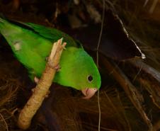 Pandemia da COVID-19 não prejudicou as operações nos Portos do Paraná e o cuidado com a natureza continua. Todos os programas que envolvem as licenças para o funcionamento dos portos de Paranaguá e Antonina foram mantidos e, nas últimas semanas, a empresa pública que administra a atividade portuária no Estado realizou uma série de ações de cuidado com a vida marinha