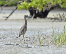 Pandemia da COVID-19 não prejudicou as operações nos Portos do Paraná e o cuidado com a natureza continua. Todos os programas que envolvem as licenças para o funcionamento dos portos de Paranaguá e Antonina foram mantidos e, nas últimas semanas, a empresa pública que administra a atividade portuária no Estado realizou uma série de ações de cuidado com a vida marinha