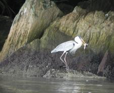 Pandemia da COVID-19 não prejudicou as operações nos Portos do Paraná e o cuidado com a natureza continua. Todos os programas que envolvem as licenças para o funcionamento dos portos de Paranaguá e Antonina foram mantidos e, nas últimas semanas, a empresa pública que administra a atividade portuária no Estado realizou uma série de ações de cuidado com a vida marinha