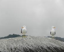 Pandemia da COVID-19 não prejudicou as operações nos Portos do Paraná e o cuidado com a natureza continua. Todos os programas que envolvem as licenças para o funcionamento dos portos de Paranaguá e Antonina foram mantidos e, nas últimas semanas, a empresa pública que administra a atividade portuária no Estado realizou uma série de ações de cuidado com a vida marinha