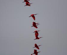 Pandemia da COVID-19 não prejudicou as operações nos Portos do Paraná e o cuidado com a natureza continua. Todos os programas que envolvem as licenças para o funcionamento dos portos de Paranaguá e Antonina foram mantidos e, nas últimas semanas, a empresa pública que administra a atividade portuária no Estado realizou uma série de ações de cuidado com a vida marinha