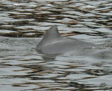 O cuidado com animais marinhos que vivem na área dos portos de Paranaguá e Antonina é o tema de uma nova campanha da Portos do Paraná. A empresa pública, em conjunto com a Cia Ambiental, desenvolveu uma cartilha para orientar embarcações sobre como agir ao encontrar grupos de botos-cinza durante a navegação.