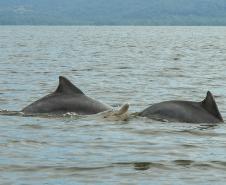 O cuidado com animais marinhos que vivem na área dos portos de Paranaguá e Antonina é o tema de uma nova campanha da Portos do Paraná. A empresa pública, em conjunto com a Cia Ambiental, desenvolveu uma cartilha para orientar embarcações sobre como agir ao encontrar grupos de botos-cinza durante a navegação.