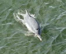 O cuidado com animais marinhos que vivem na área dos portos de Paranaguá e Antonina é o tema de uma nova campanha da Portos do Paraná. A empresa pública, em conjunto com a Cia Ambiental, desenvolveu uma cartilha para orientar embarcações sobre como agir ao encontrar grupos de botos-cinza durante a navegação.