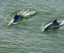 O cuidado com animais marinhos que vivem na área dos portos de Paranaguá e Antonina é o tema de uma nova campanha da Portos do Paraná. A empresa pública, em conjunto com a Cia Ambiental, desenvolveu uma cartilha para orientar embarcações sobre como agir ao encontrar grupos de botos-cinza durante a navegação.