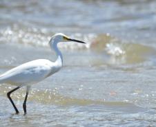 Garça-branca (Egretta thula)