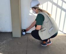 Com o apoio da Diretoria de Meio Ambiente da Portos do Paraná, a equipe da 1ª Regional de Saúde do Estado segue intensificando os trabalhos de prevenção à dengue no cais do Porto de Paranaguá. Nesta semana, 17 armadilhas foram instaladas, de ponta a ponta, para capturar e tentar identificar a presença de ovos do mosquito Aedes aegypti.