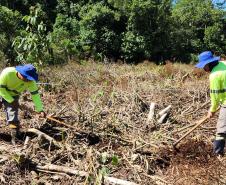 Portos do Paraná inicia plantio de mudas de árvores em áreas de preservação degradadas