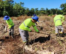 Portos do Paraná inicia plantio de mudas de árvores em áreas de preservação degradadas