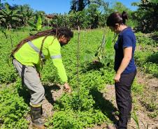 Portos do Paraná inicia plantio de mudas de árvores em áreas de preservação degradadas