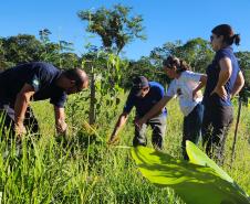 Portos do Paraná inicia plantio de mudas de árvores em áreas de preservação degradadas