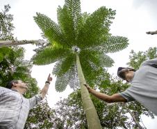 Portos do Paraná recupera área florestal equivalente a 19 campos de futebol em Antonina 