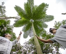 Portos do Paraná recupera área florestal equivalente a 19 campos de futebol em Antonina 