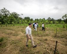 Portos do Paraná recupera área florestal equivalente a 19 campos de futebol em Antonina 