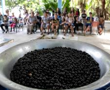 Portos do Paraná oferece oficina gratuita para coleta e despolpa de açaí juçara