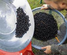 Portos do Paraná oferece oficina gratuita para coleta e despolpa de açaí juçara