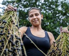 Portos do Paraná oferece oficina gratuita para coleta e despolpa de açaí juçara