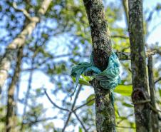 Mutirão de limpeza de manguezais da Portos do Paraná recolhe mais de 600 quilos de resíduos 