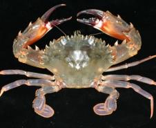 Charybdis hellerii