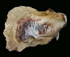 Isognomon bicolor