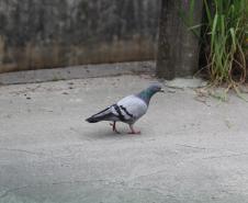 Pombo